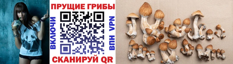 Галлюциногенные грибы мицелий  Видное 